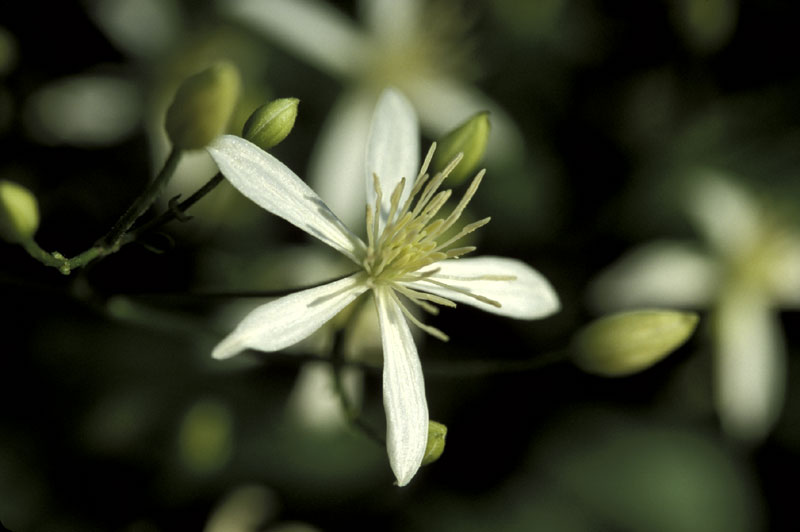 Clematis Paniculata
