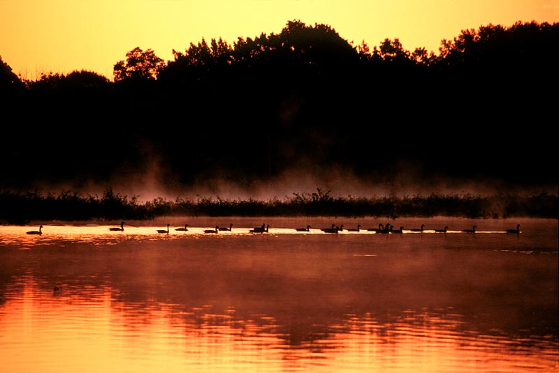 "All my ducks in a row"