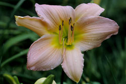 PinkDaylily