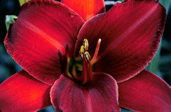 ?Red Daylily?